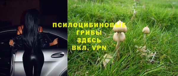прущие грибы Абинск